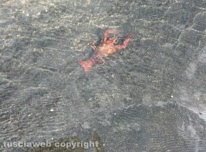 Un gambero rosso al lago di Bolsena