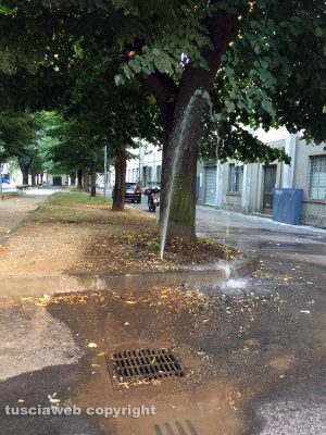 Viterbo - Irrigatori divelti in viale Trento
