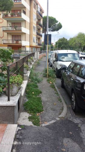 Viterbo - Ellera - Erbacce in via Zara