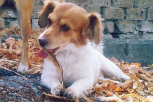 Vallerano - Il piccolo Willy