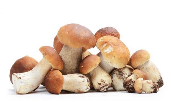 Funghi