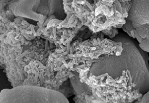 Diffusa colonizzazione di B. a. subsp. plantarum ceppo D747 su granuli di polline di actinidia