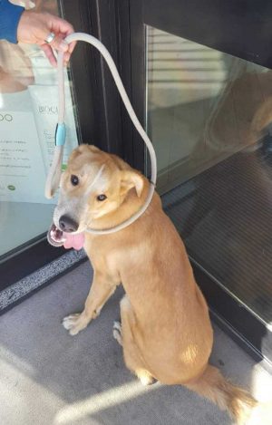 Viterbo - cane trovato al Carmine