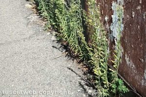 Viterbo - Incuria a ridosso del passaggio a livello