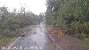 Tarquinia - Rami e alberi caduti tra Tarquinia e Tuscia - Foto Dimitri Pizzati