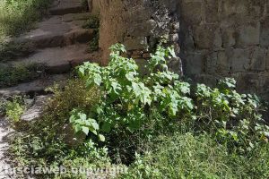 Viterbo - Via Delle Mole invasa dalle erbacce