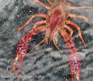 Un gambero rosso al lago di Bolsena