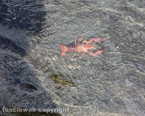 Un gambero rosso al lago di Bolsena