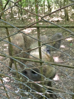 Un cinghiale