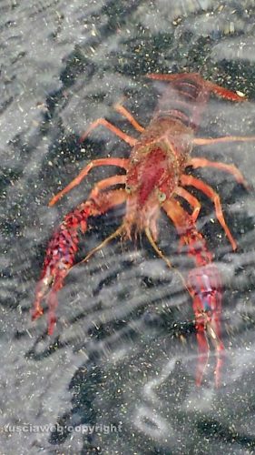 Un gambero rosso al lago di Bolsena