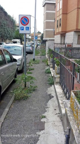 Viterbo - Ellera - Erbacce in via Zara