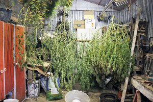Soriano nel Cimino -Imprenditore arrestato per aver coltivato marijuana - La droga sequestrata