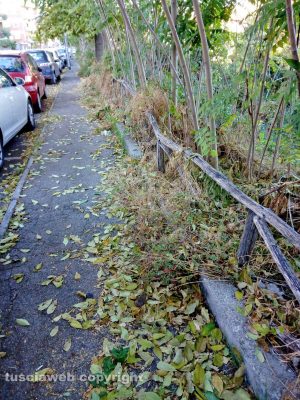 Viterbo - Erbacce e rami secchi in via Belluno