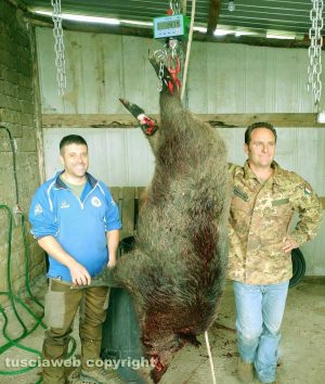 Marta - Il cinghiale di 148 chili abbattuto