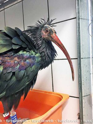Bolsena - Lancillotto, l'ibis eremita trovato sulle sponde del lago