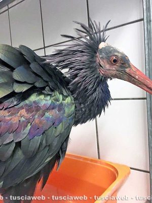 Bolsena - Lancillotto, l'ibis eremita trovato sulle sponde del lago