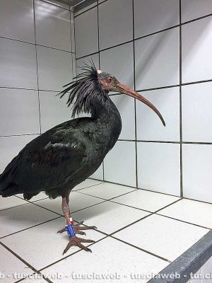 Bolsena - Lancillotto, l'ibis eremita trovato sulle sponde del lago