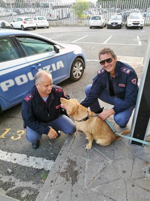 Viterbo – Poliziotti salvano cane in superstrada