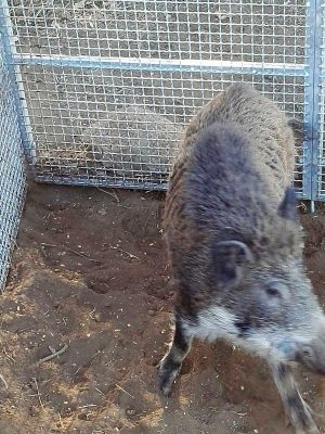 Un cinghiale catturato 