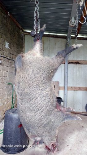 Marta - Il cinghiale di 148 chili abbattuto