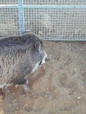 Un cinghiale catturato 