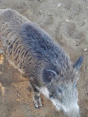 Un cinghiale catturato 