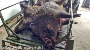 Marta - Il cinghiale di 148 chili abbattuto