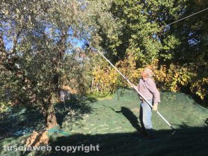 Raccolta delle olive a Tobia 