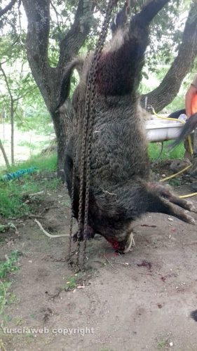 Il cinghiale ucciso da Marco Pianura