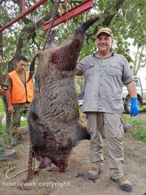 Il cinghiale ucciso da Marco Pianura