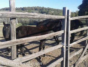 Blera - I cavalli dell'associazione "Amici del cavallo maremmano" chiusi a chiave nel recinto