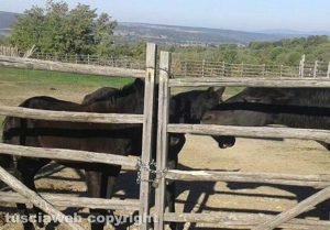Blera - I cavalli dell'associazione "Amici del cavallo maremmano" chiusi a chiave nel recinto
