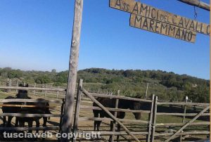 Blera - I cavalli dell'associazione "Amici del cavallo maremmano" chiusi a chiave nel recinto