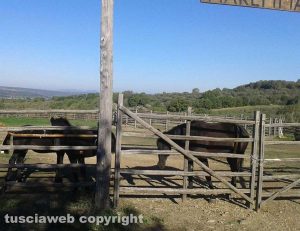 Blera - I cavalli dell'associazione "Amici del cavallo maremmano" chiusi a chiave nel recinto 