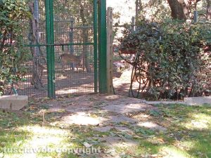 Carletto il daino rimasto ferito in un incidente