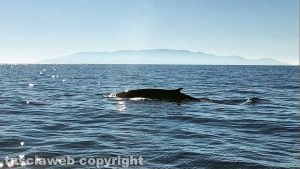 Una delle due balene avvistate all'Argentario