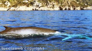 Una delle due balene avvistate all'Argentario