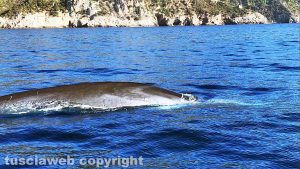 Una delle due balene avvistate all'Argentario
