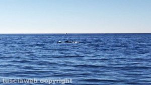 Una delle due balene avvistate all'Argentario
