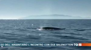Il video delle balene finito sul Tg5 nell'edizione serale del 21 ottobre