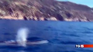 Il video delle balene finito sul Tg5 nell'edizione serale del 21 ottobre