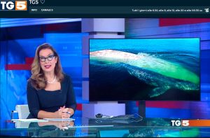 Il video delle balene finito sul Tg5 nell'edizione serale del 21 ottobre