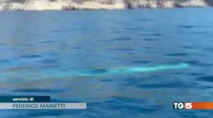 Il video delle balene finito sul Tg5 nell'edizione serale del 21 ottobre