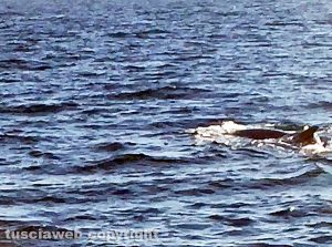Balena nel porto di Civitavecchia