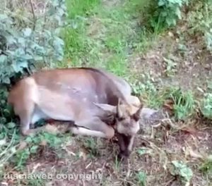 Strada provinciale Valle di Vico - Il daino ferito in seguito all'incidente