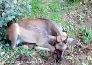 Strada provinciale Valle di Vico - Il daino ferito in seguito all'incidente