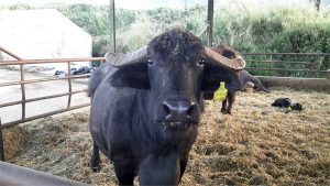Bufale 
