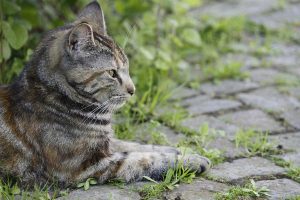 Un gatto