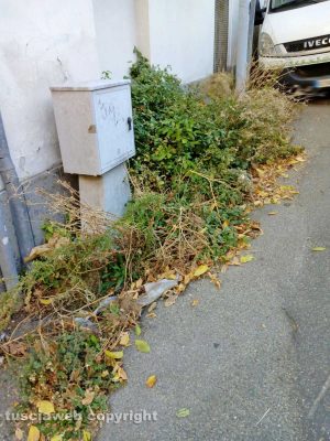 Viterbo - Erbacce e rami secchi in Via Vicenza