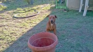 Jack, il cucciolo smarrito a Pianoscarano
